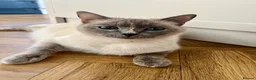 Ragdoll cats for sale: Handsome ragdoll x very affectionate, well handled - Advert 22
