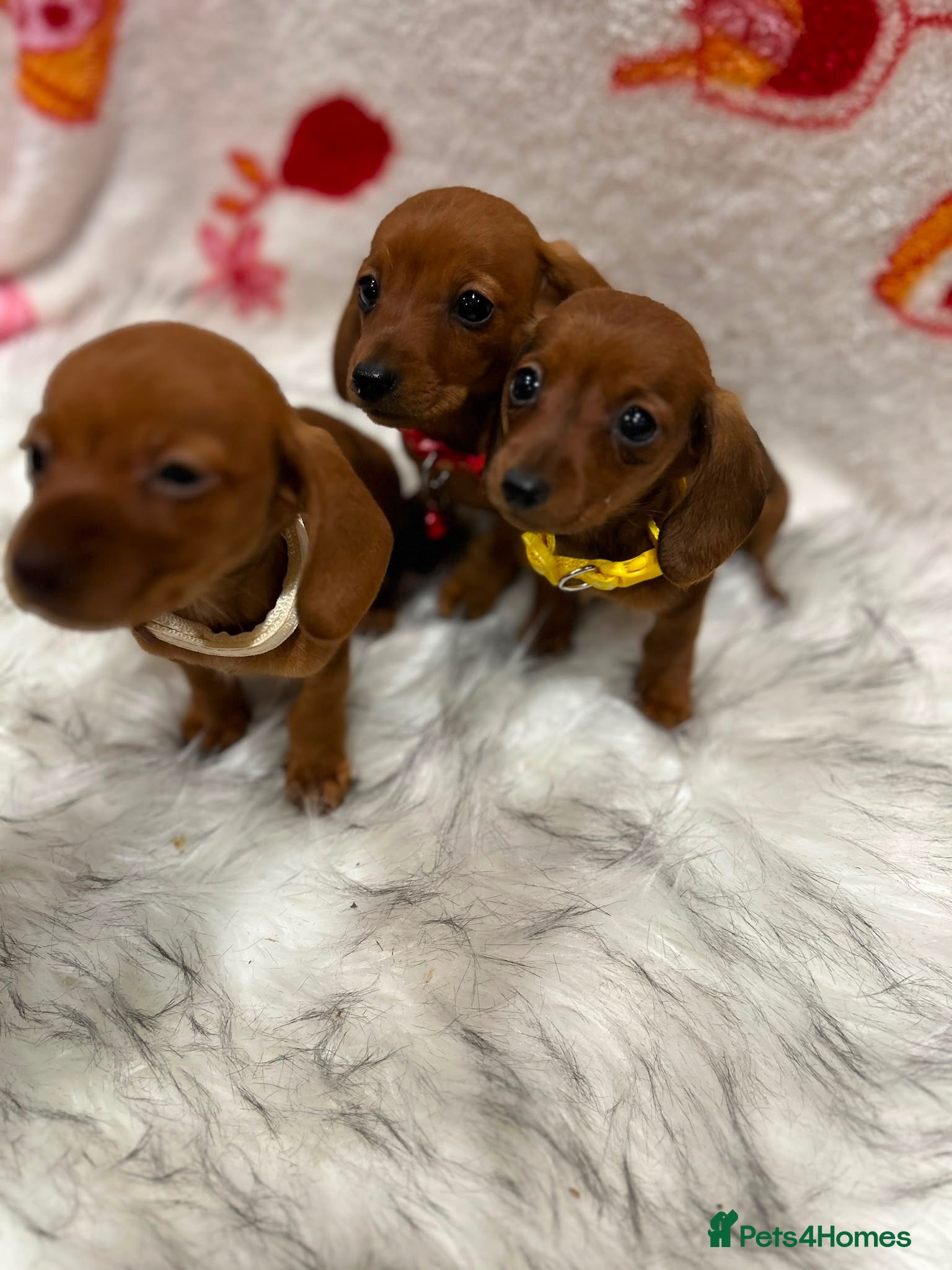 Miniature Dachshund dogs ⭐️Beautiful Kaninchen Pups READY NOW - Advert 1
