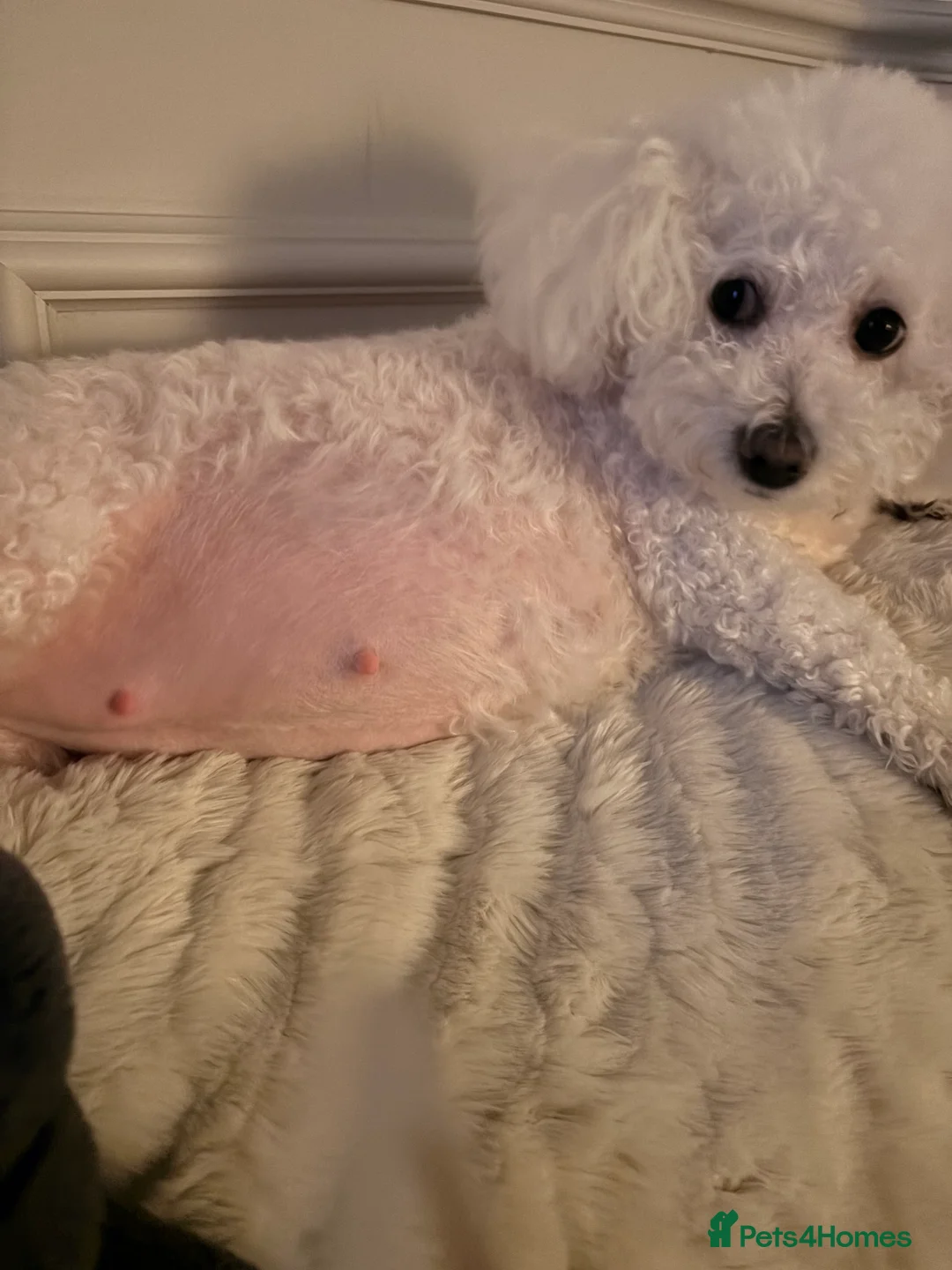 Mixed Breed dogs for sale: Pomachon male puppies  - Advert 8