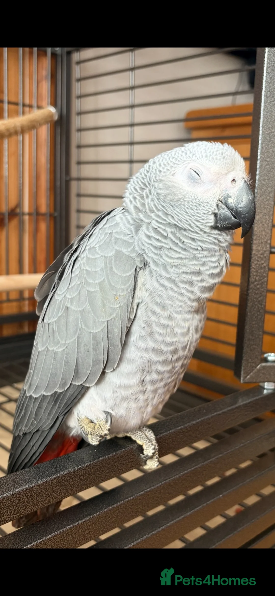 Parrots birds for sale: African Grey Parrot – 14 Weeks Old in Ashford - Advert 2