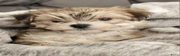 Mixed Breed dogs for sale: Maltese cross  - Advert 5