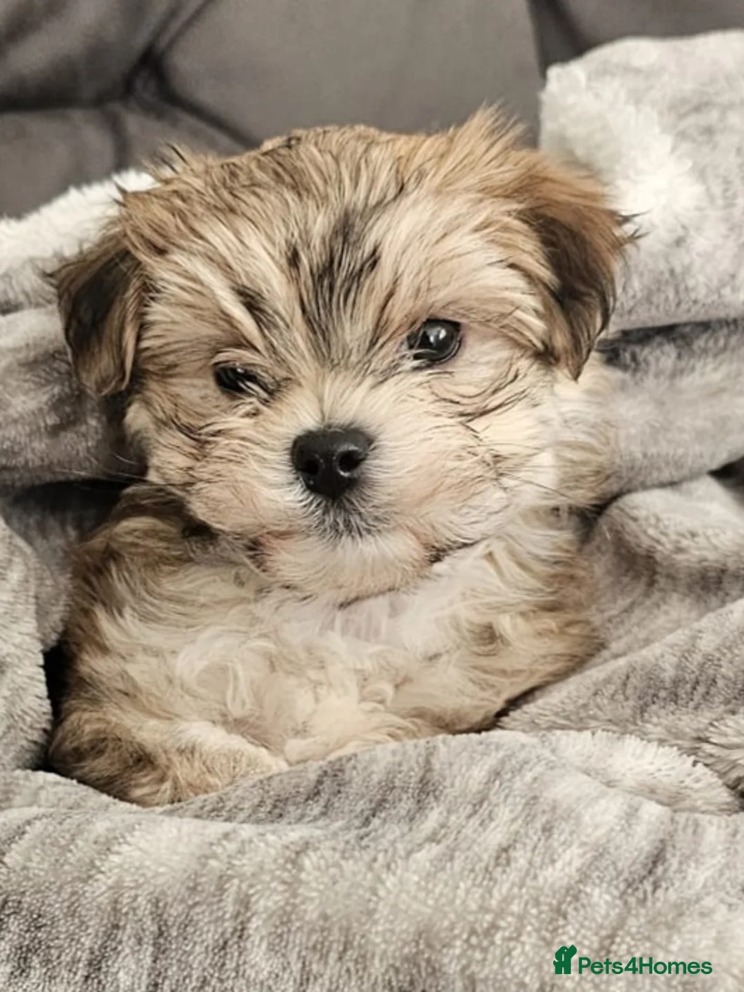Mixed Breed dogs for sale: Maltese cross  - Advert 5