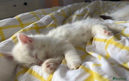 Mixed Breed cats for sale: White fluffy kittens for sale  - Image 6