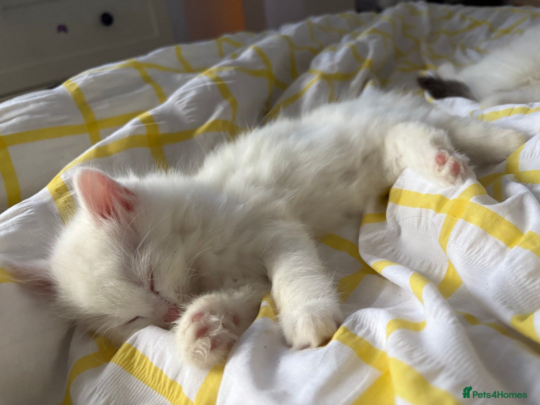 Mixed Breed cats for sale: White fluffy kittens for sale  - Image 6