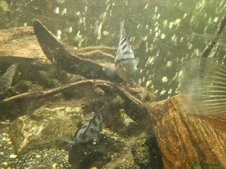 Cichlids fish Blue convict fish - Advert 1