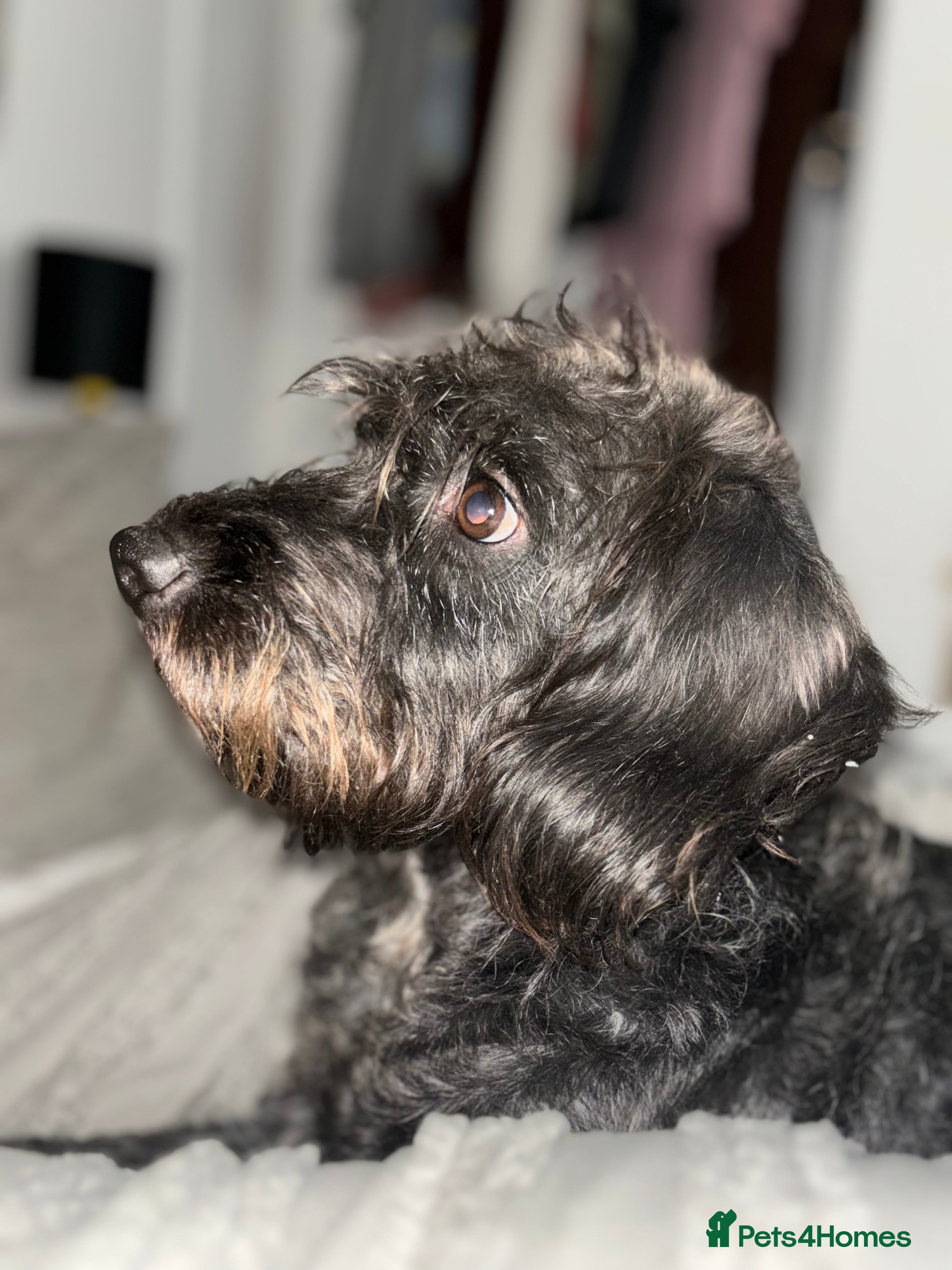 Mixed Breed dogs Beddy whippet x sprocker for sale  - Advert 1