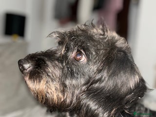 Mixed Breed dogs Beddy whippet x sprocker for sale - Advert 1