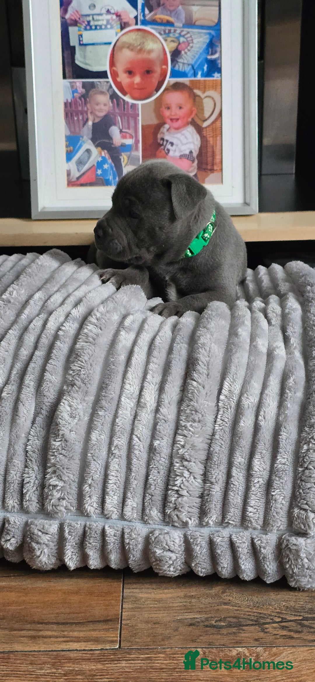 Staffordshire Bull Terrier dogs for sale: 4 beutiful blue staffies dad and mum kc  - Advert 9