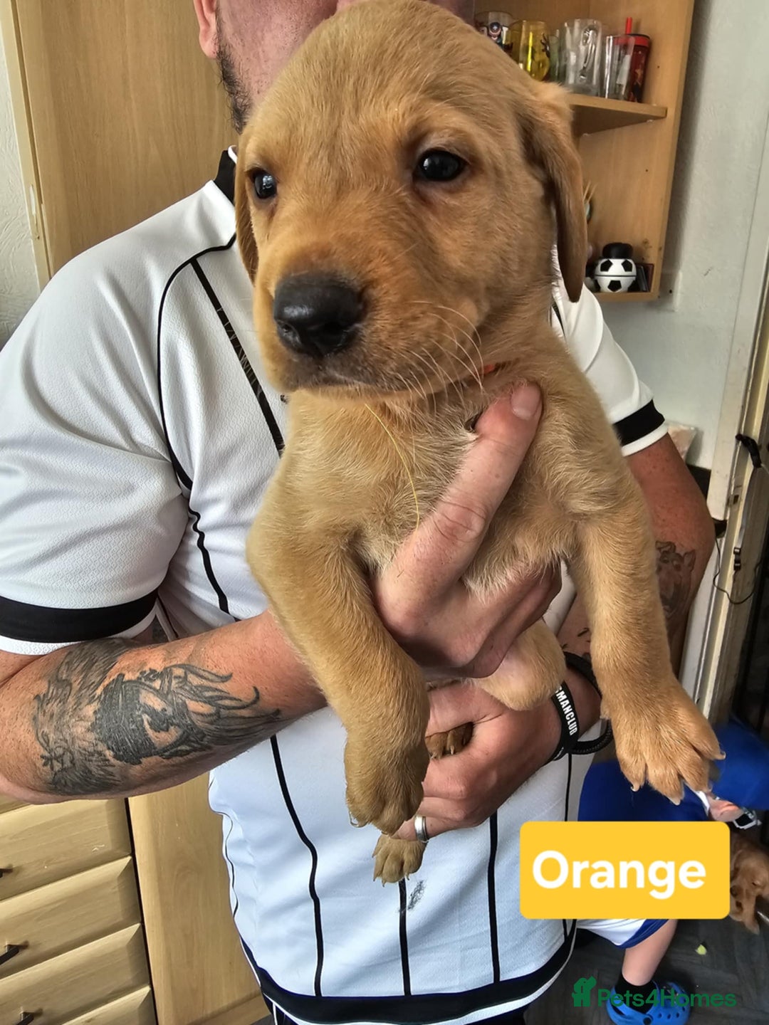Labrador Retriever dogs for sale: FOX RED AND LIGHT LABS READY NOW! - Image 2