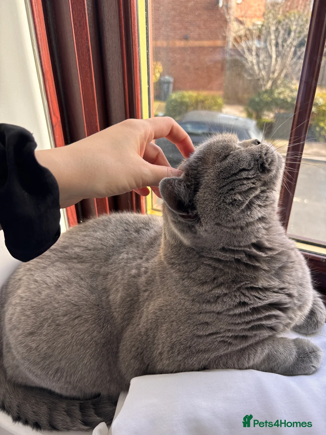 British Shorthair cats for sale: British shorthair cat - Advert 2