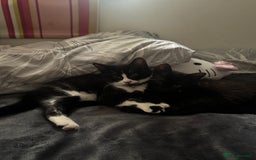 Mixed Breed cats for sale: 2 full black Kitten Ready for their Forever Homes - Image 9