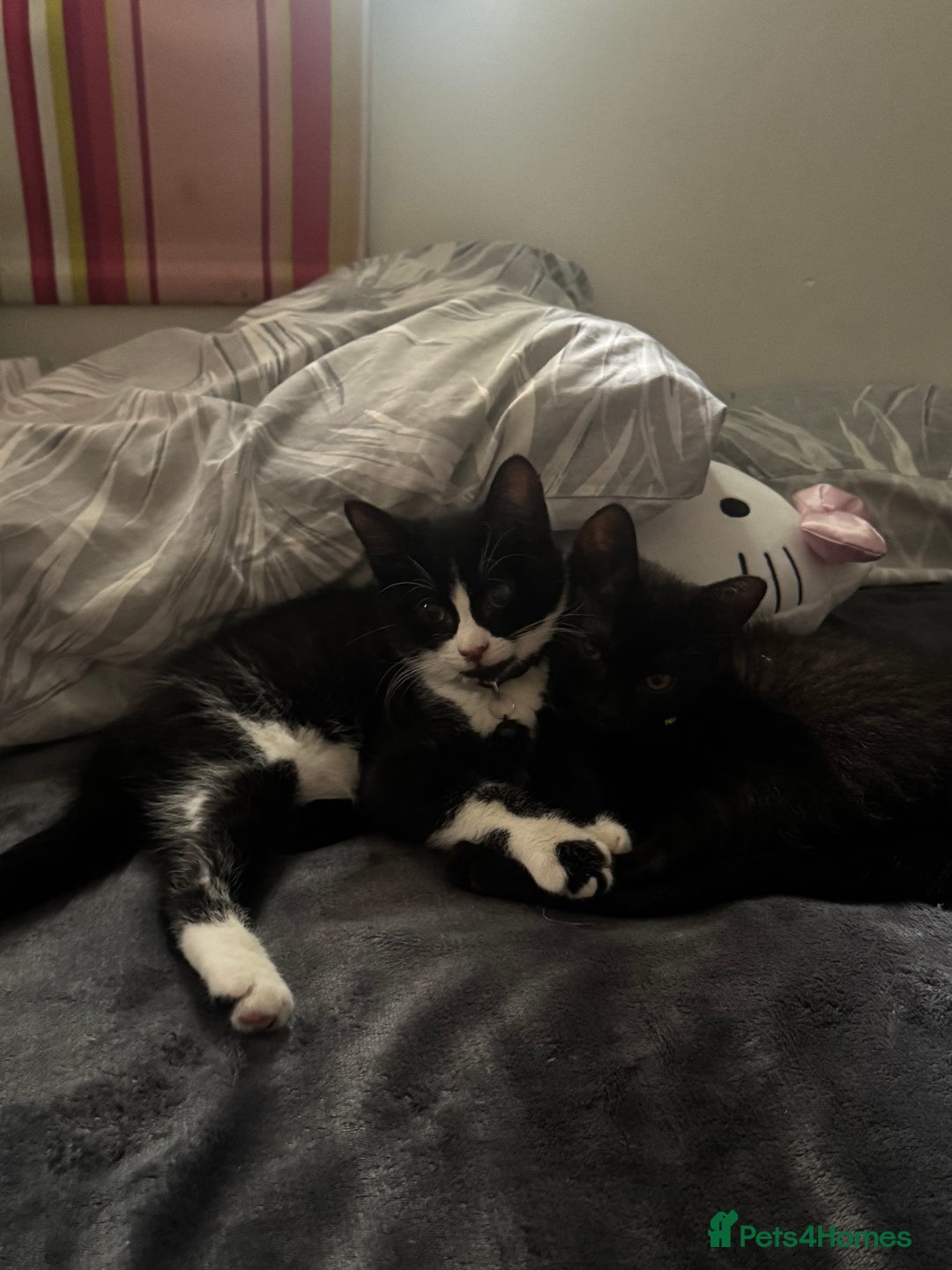 Mixed Breed cats for sale: 2 full black Kitten Ready for their Forever Homes - Image 9