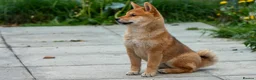 Japanese Shiba Inu dogs for sale: Pets home for stunning keeper girl  - Advert 3
