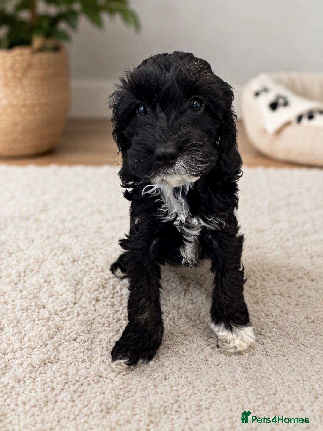 Cockapoo dogs 🐶🤍 ADORABLE F1 COCKAPOO PUPPYS 🤍🐶 - Advert 1