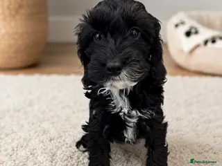 Cockapoo dogs 🐶🤍 ADORABLE F1 COCKAPOO PUPPYS 🤍🐶 - Advert 1