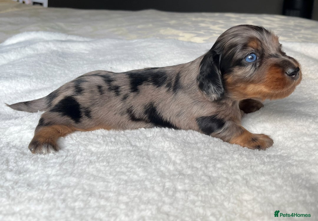 Miniature Dachshund dogs for sale: KC Long Hair Mini Dachshunds  - Advert 18