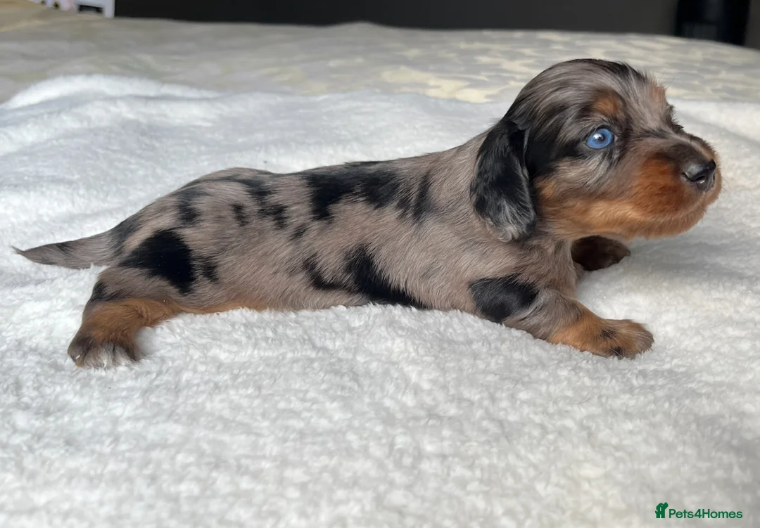 Miniature Dachshund dogs for sale: KC Long Hair Mini Dachshunds  - Advert 19