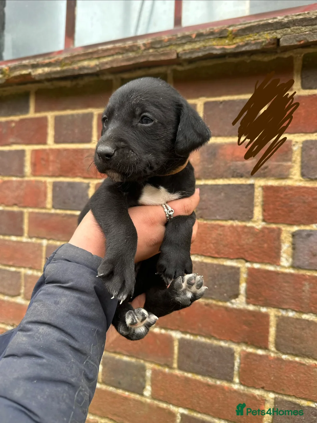 Mixed Breed dogs for sale: Lurcherdor  - Advert 9