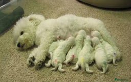Bichon Frise dogs for sale: Bichon puppies - Image 2