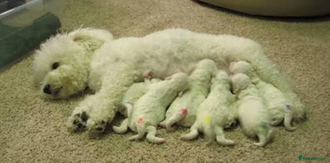 Bichon Frise dogs for sale: Bichon puppies - Image 2