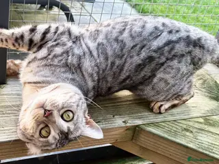 Bengal cats Sittingpretty Snazzy McJazzy - Advert 2