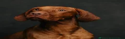 Hungarian Vizsla dogs for sale: Beautiful KC reg Vizsla pups - champion bloodline - Advert 12