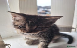 Domestic Shorthair cats for sale: Kittens for sale mother is half maine coon - Image 16
