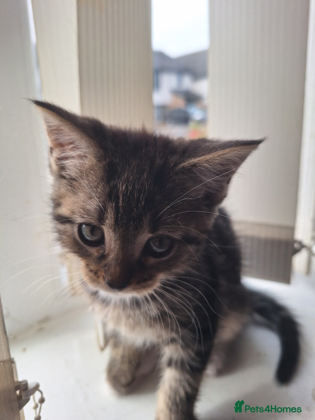 Domestic Shorthair cats for sale: Kittens for sale mother is half maine coon - Image 16