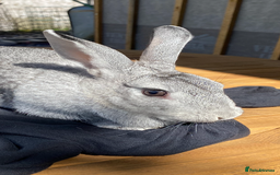 Mixed Breed rabbits for sale: FRIENDLY BUNNY - Image 2
