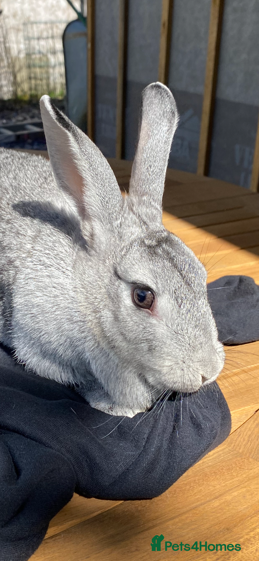 Mixed Breed rabbits for sale: FRIENDLY BUNNY - Image 2