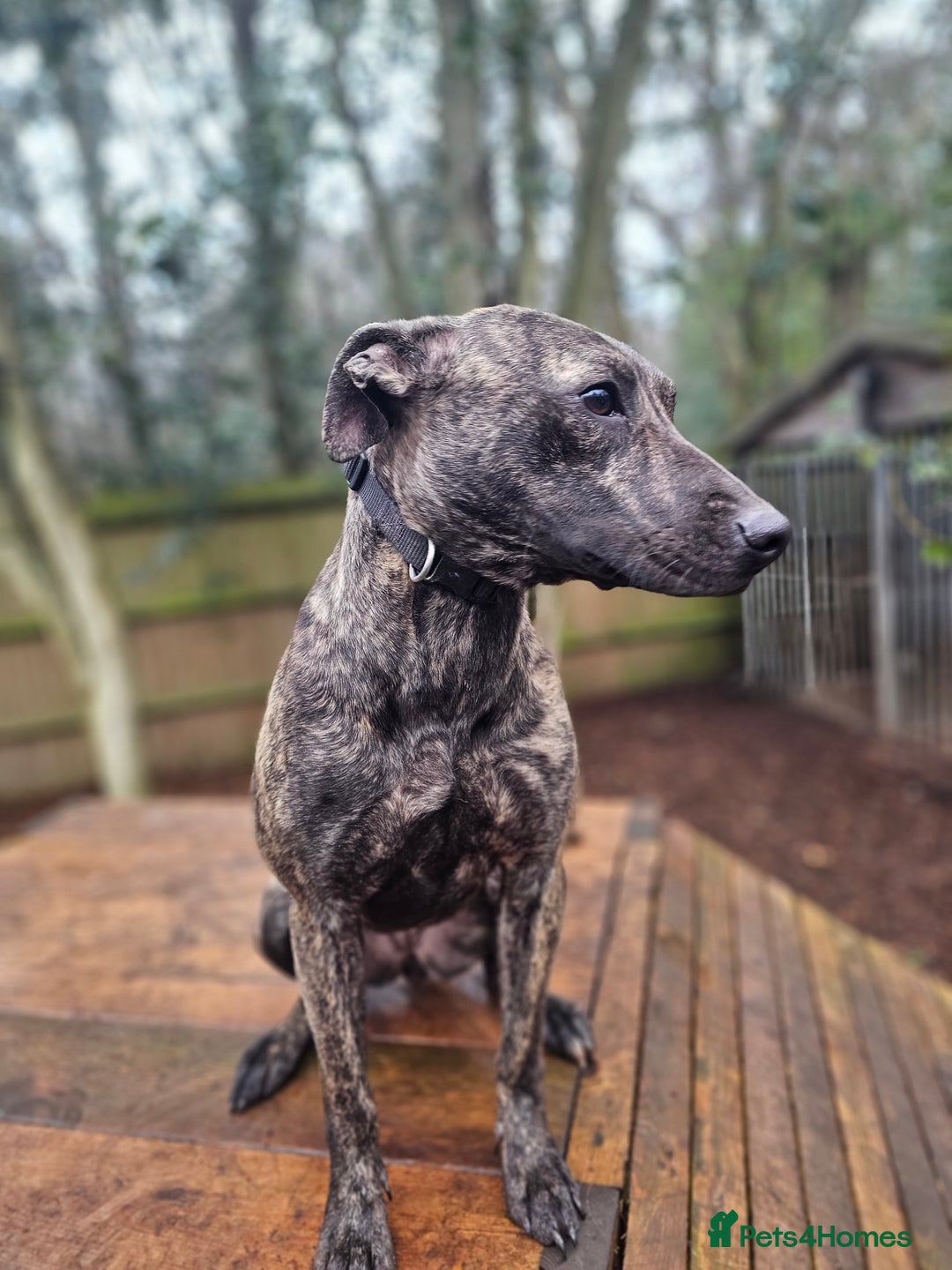 Mixed Breed dogs for sale: Beautiful lurcher x bullmastiff  - Advert 6
