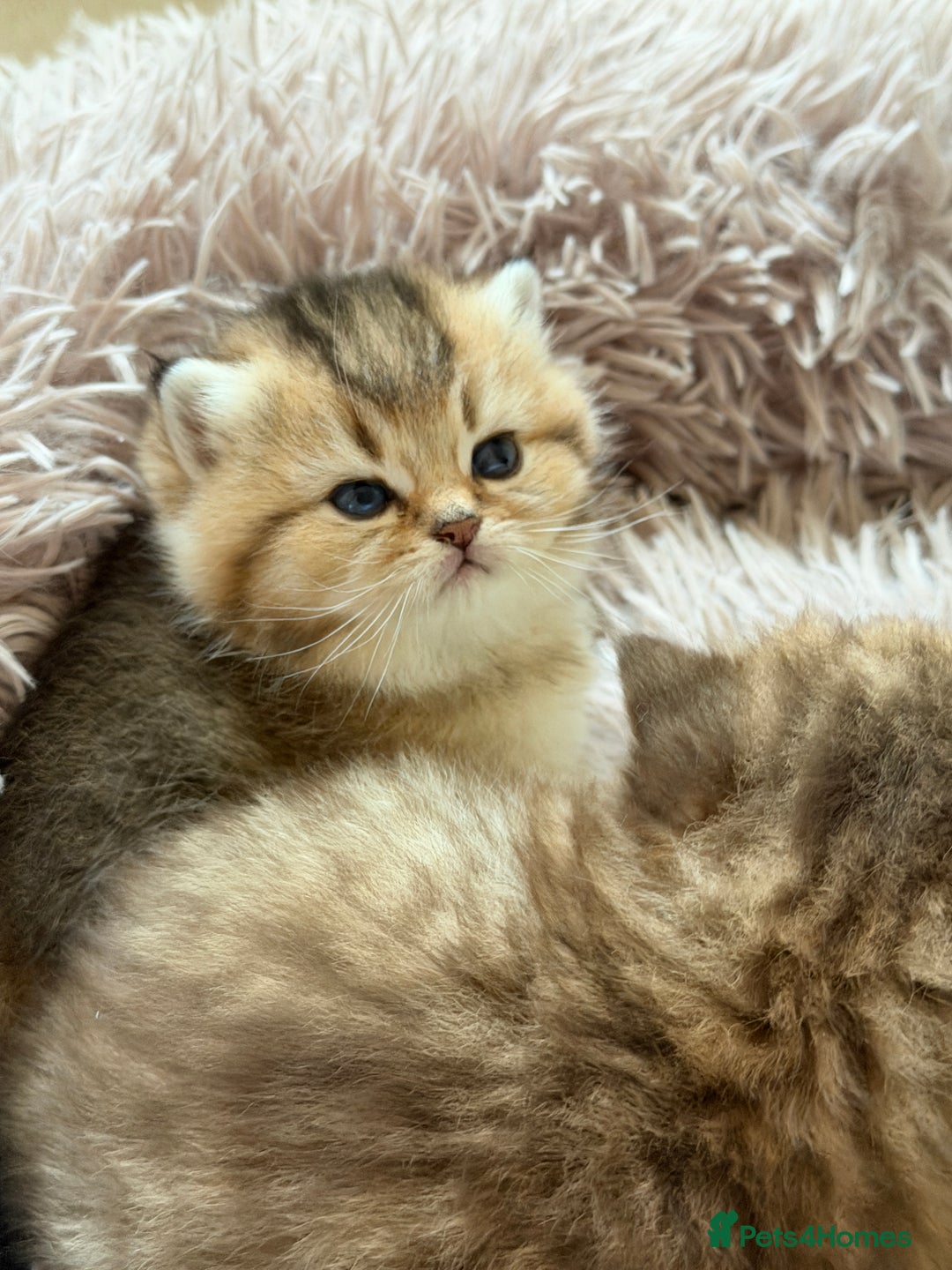 British Shorthair cats for sale: Beautiful British Shorthair Kittens – 5 Available - Advert 9