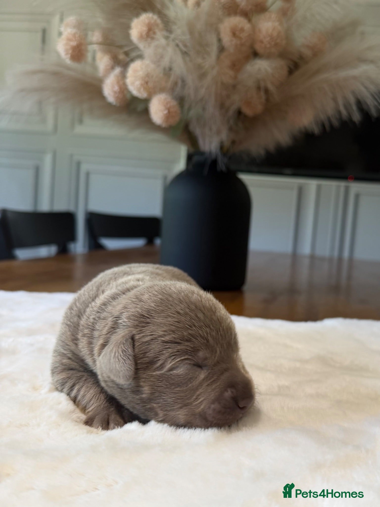 Labrador Retriever dogs Stunning Silver/Charcoal Labrador pups - Advert 2