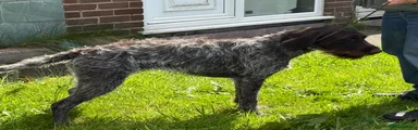 German Wirehaired Pointer