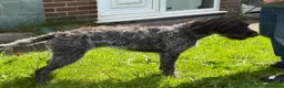German Wirehaired Pointer dogs for sale: 2 year old GWP bitch in Saint Helens - Advert 2