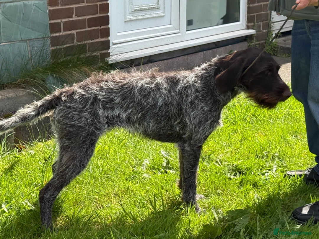 German Wirehaired Pointer dogs for sale: 2 year old GWP bitch in Saint Helens - Advert 2