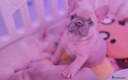 French Bulldog dogs for sale: KC French Bulldog Ready Now ! - Image 12