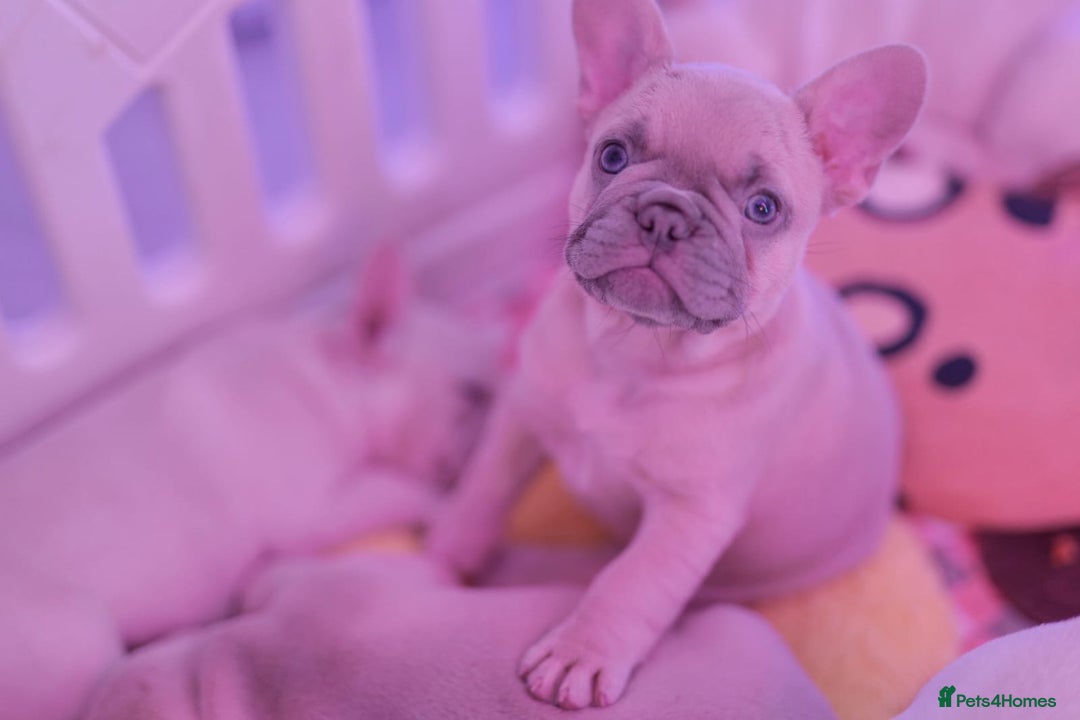 French Bulldog dogs for sale: KC French Bulldog Ready Now ! - Image 12