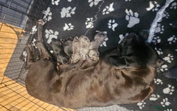 Cane Corso dogs for sale: ULTIMATE CANE CORSO PUPPIES  - Image 12