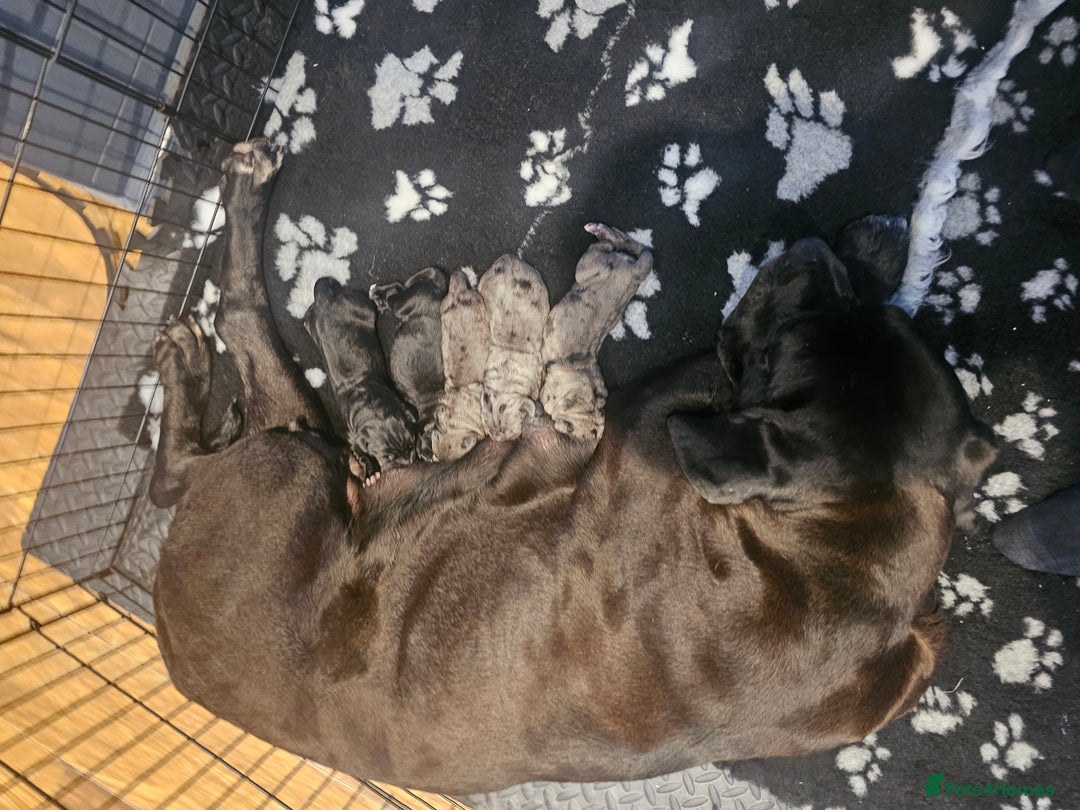Cane Corso dogs for sale: ULTIMATE CANE CORSO PUPPIES  - Image 12