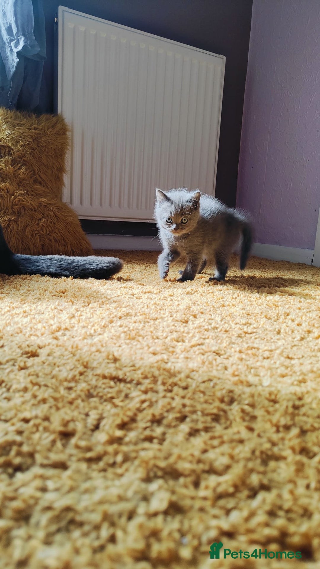 British Shorthair cats for sale: ❤️Gorgeous Scottish Fold/Straight kittens❤️ - Image 24