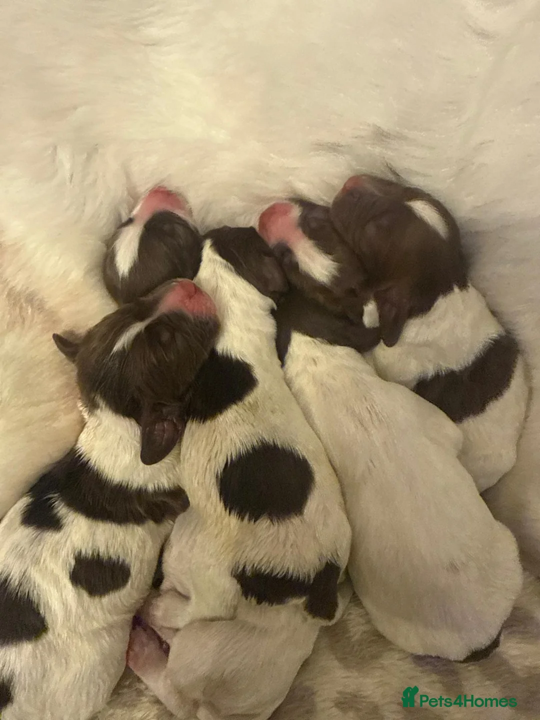 English Springer Spaniel dogs for sale: Pure springer puppies - Advert 20