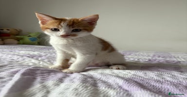 Mixed Breed cats - Advert 6