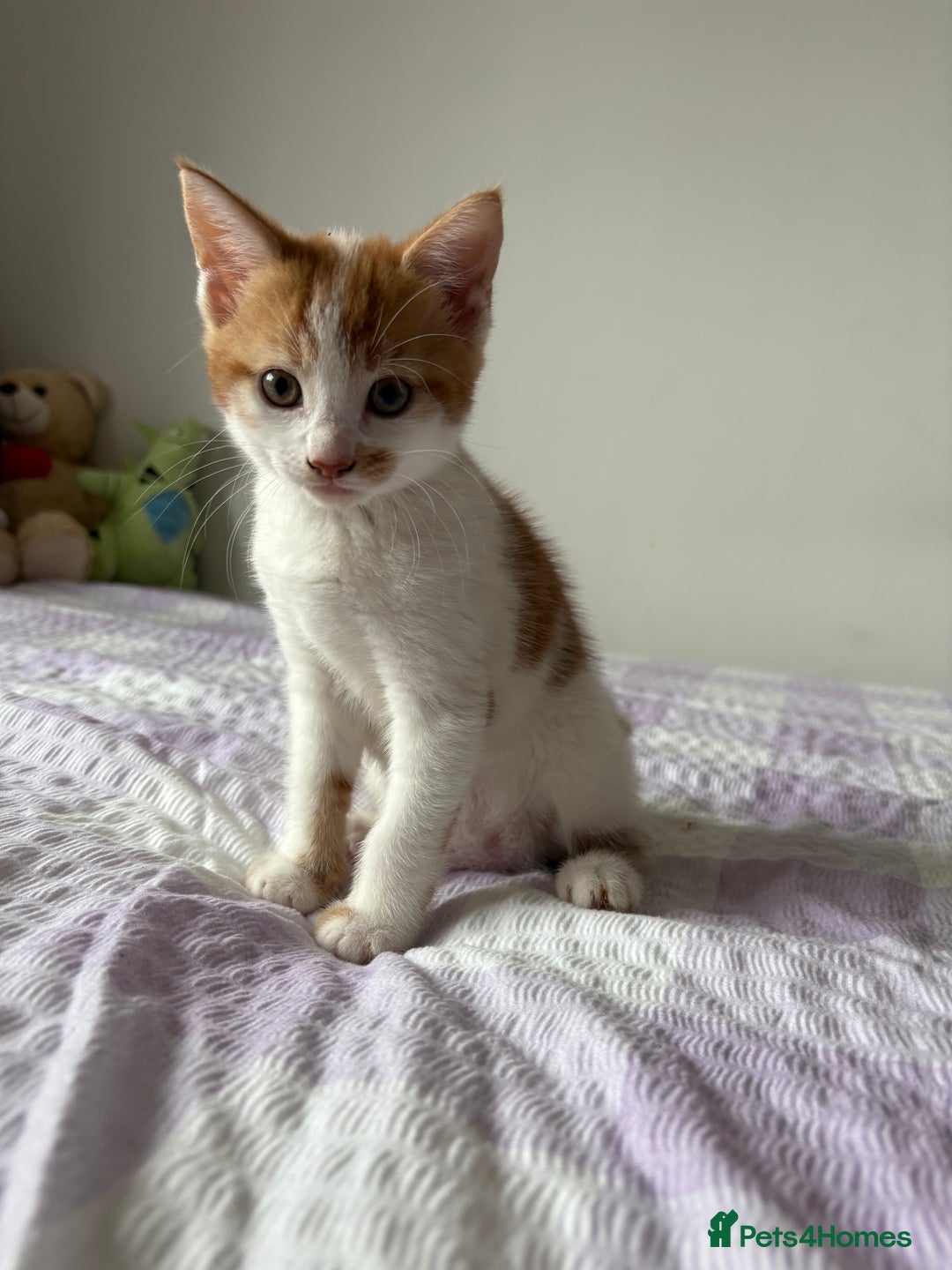 Mixed Breed cats for sale: 3 beautiful kittens for sale. RARE female colours! - Image 3