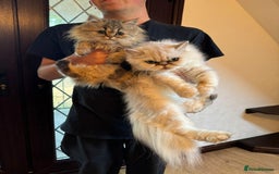 Persian cats for sale: Persian Chinchilla kittens - Image 10