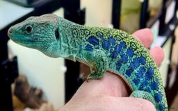 Lizard reptiles for sale: Free jewelled lacertas read description  - Image 10