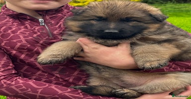 German Shepherd dogs - Advert 2