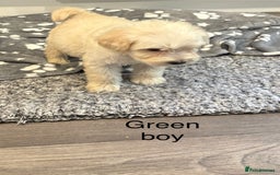 Cockapoo dogs for sale: F1B cockapoo - Image 3