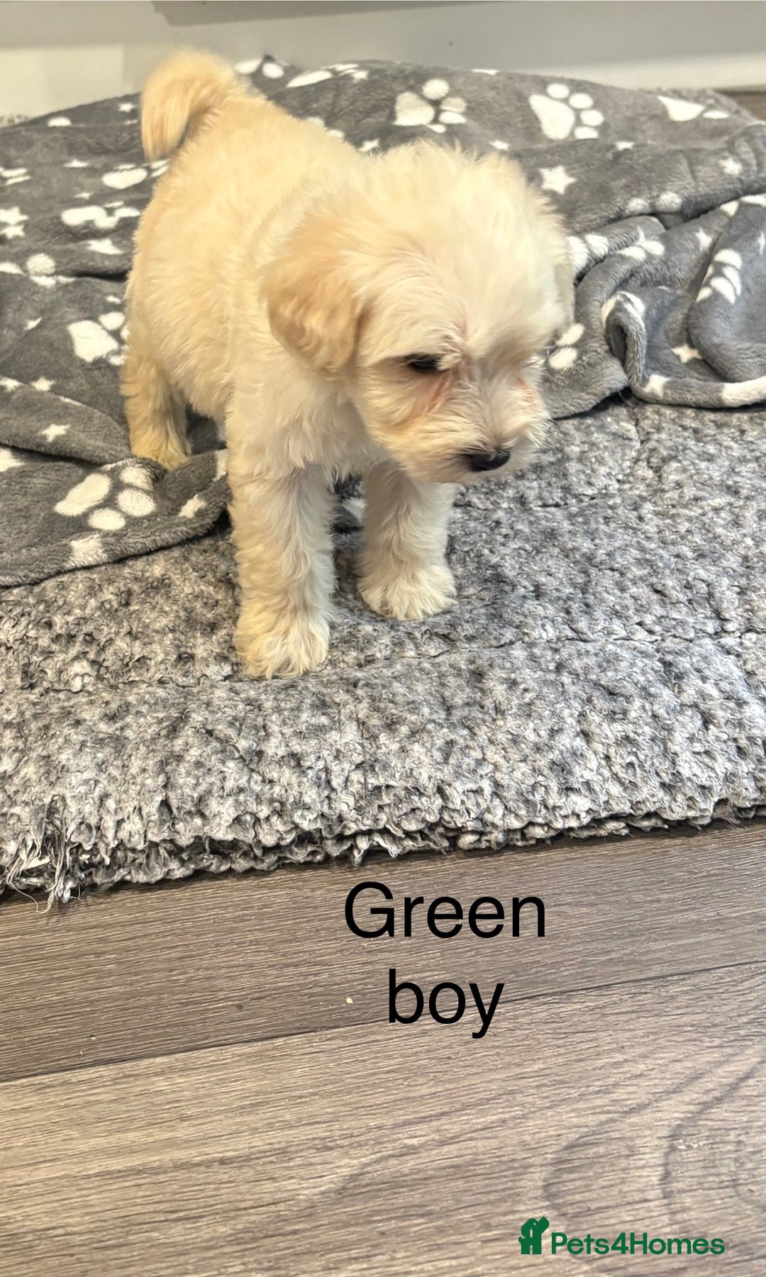 Cockapoo dogs for sale: F1B cockapoo - Image 3