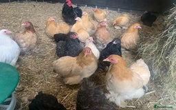 Chickens poultry for sale: Gorgeous Pekin Bantam Pullets (Various colours) - Image 3